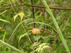 Cardiospermum halicacabum