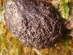 Siphoptychium violaceum