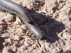 Ommatoiulus rutilans