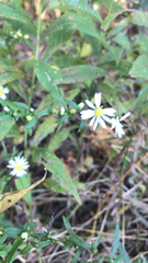 Symphyotrichum pilosum pilosum