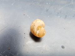 Bulimulus bonariensis