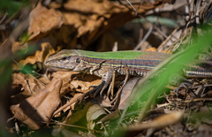 Ameiva