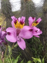 Alstroemeria philippii