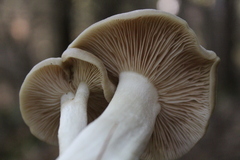 Entoloma