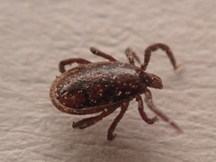 Ixodidae