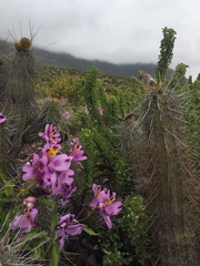 Alstroemeria philippii