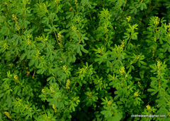 Crotalaria medicaginea