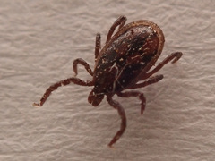 Ixodidae
