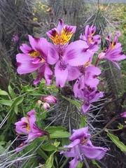 Alstroemeria philippii