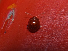 Sphaeroderma testaceum