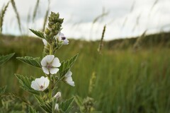 Althaea officinalis