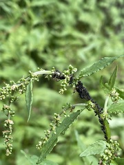 Aphis fabae