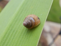 Bulimulus bonariensis