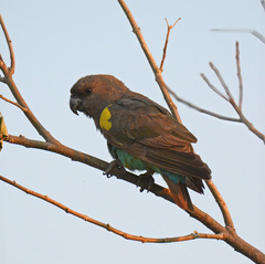 Poicephalus meyeri