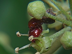 Sphaeroderma testaceum