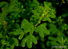 Crotalaria medicaginea