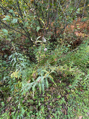 Rabdophaga strobiloides