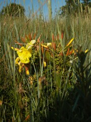 Oenothera