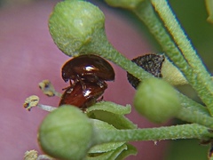 Sphaeroderma testaceum