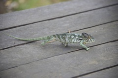 Furcifer verrucosus