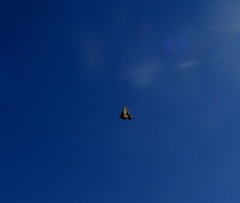 Papilio polyxenes rudkini