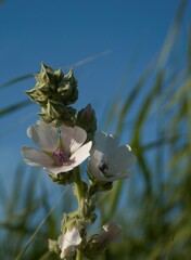Althaea officinalis