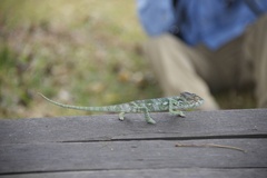 Furcifer verrucosus