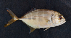Caranx latus