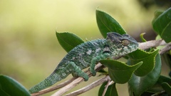Furcifer verrucosus
