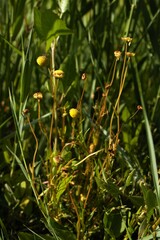 Cotula coronopifolia