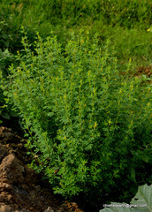 Crotalaria medicaginea