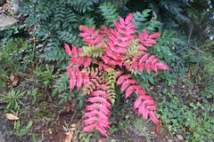 Berberis × hortensis