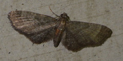 Eupithecia haworthiata