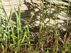 Lygodactylus capensis