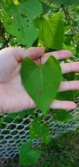 Fallopia
