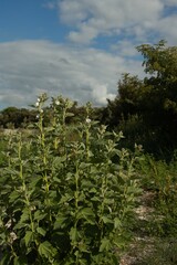Althaea officinalis