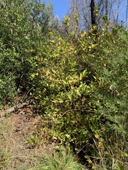 Calycanthus occidentalis