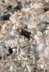 Paradejeania rutilioides