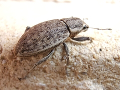 Tanymecus