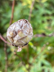 Rabdophaga strobiloides