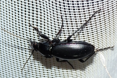 Carabus violaceus