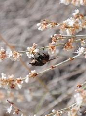 Paradejeania rutilioides