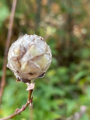 Rabdophaga strobiloides