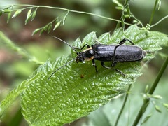 Cantharis obscura
