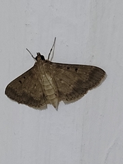 Herpetogramma