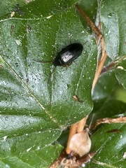 Gonodera luperus