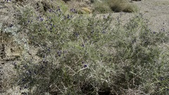 Psorothamnus schottii