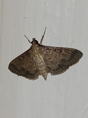 Herpetogramma