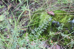 Pellaea ternifolia
