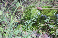 Pellaea ternifolia